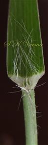  Ligule
